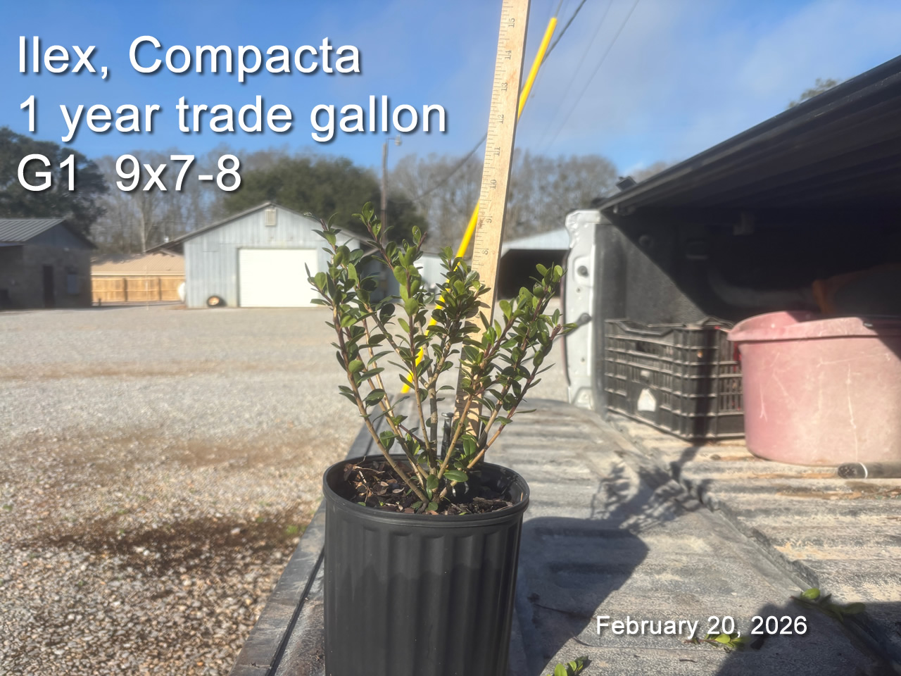 gallery/comp1yt g1 feb20.jpg